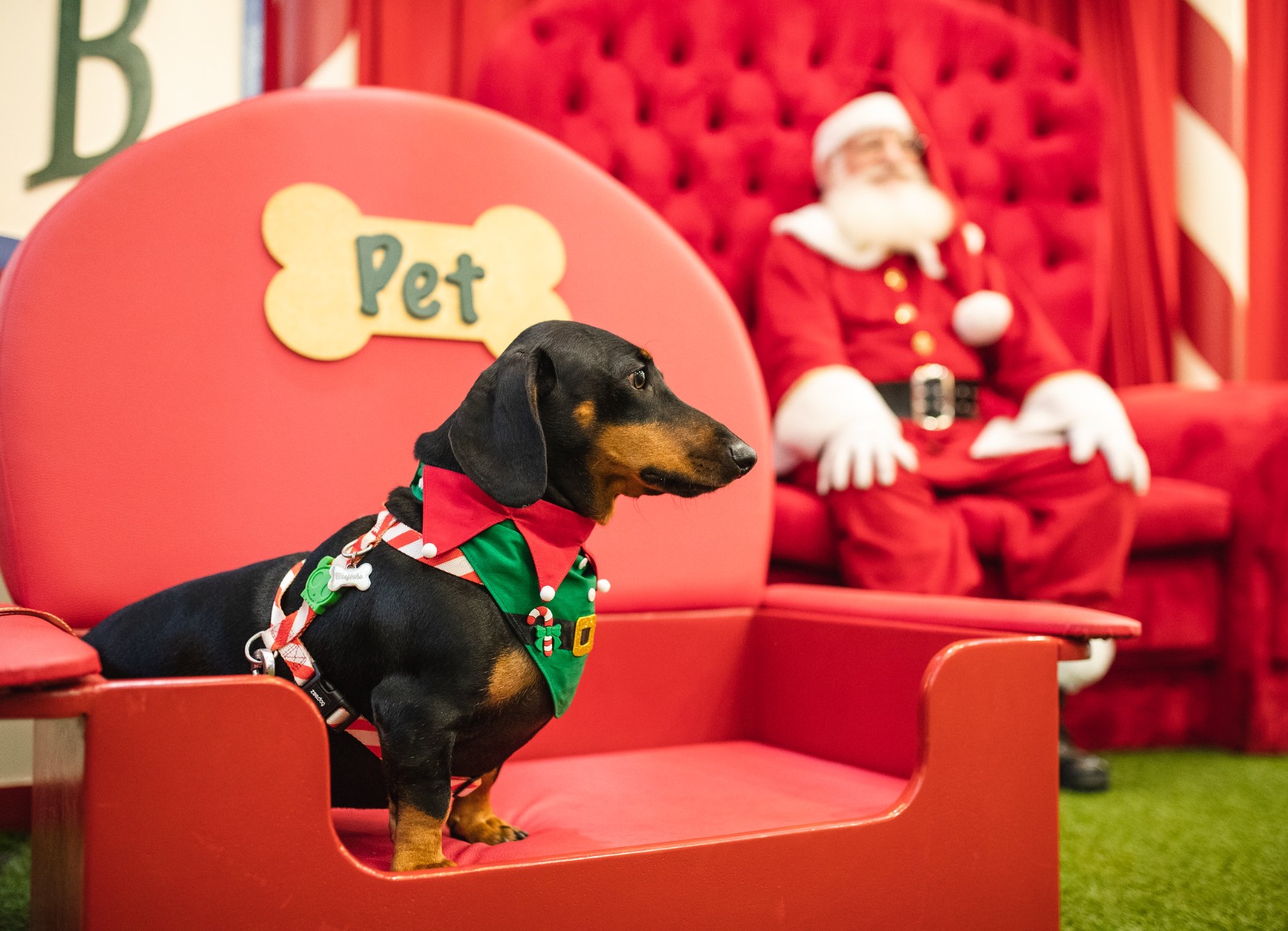 SHOPPING DEL REY PREPARA EXPERIÊNCIA DE NATAL EXCLUSIVA PARA OS PETS NESTE SÁBADO (23)