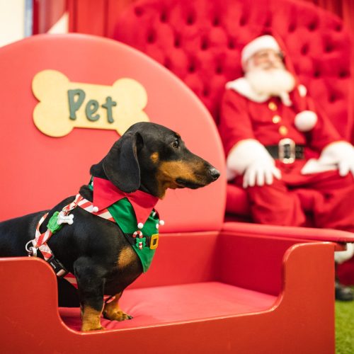 SHOPPING DEL REY PREPARA EXPERIÊNCIA DE NATAL EXCLUSIVA PARA OS PETS NESTE SÁBADO (23)