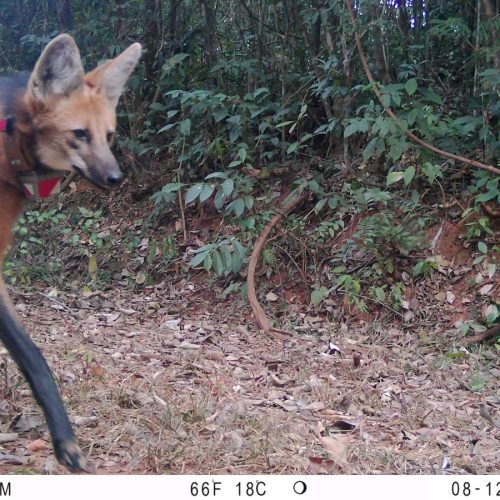 Lobos do Santuário do Caraça se mostram adaptados à presença de visitantes, aponta estudo
